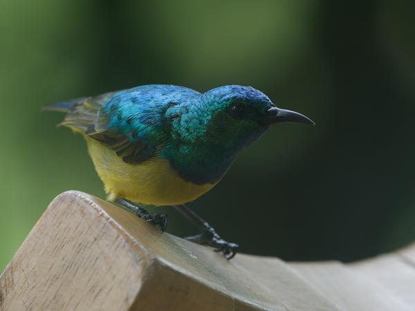 <h3><a href="/trips/tanzania/biota/animalia/chordata/aves/040 passeriformes/112 nectariniidae/hedydipna collaris/hedydipna collaris-nl.html">Hedydipna&nbsp;collaris</a> / Collared&nbsp;sunbird / Halsbandhoningzuiger</h3>OM-1 Mark II met OLYMPUS M.150-400mm F4.5, 1/640 sec  bij F5.6, ISO 2000, afstand 3.58&nbsp;m